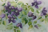 Clematis 48x36