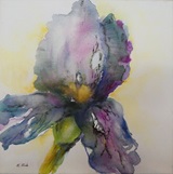 Iris 40x40