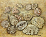 Muscheln 50x40