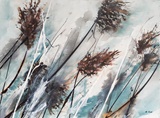 Schilf 80x60
