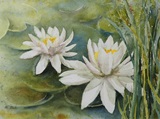 Seerosen 40x30
